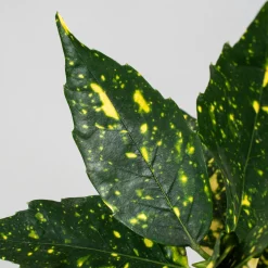 Aucuba japonica 'Crotonifolia'