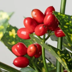 Aucuba japonica 'Crotonifolia'