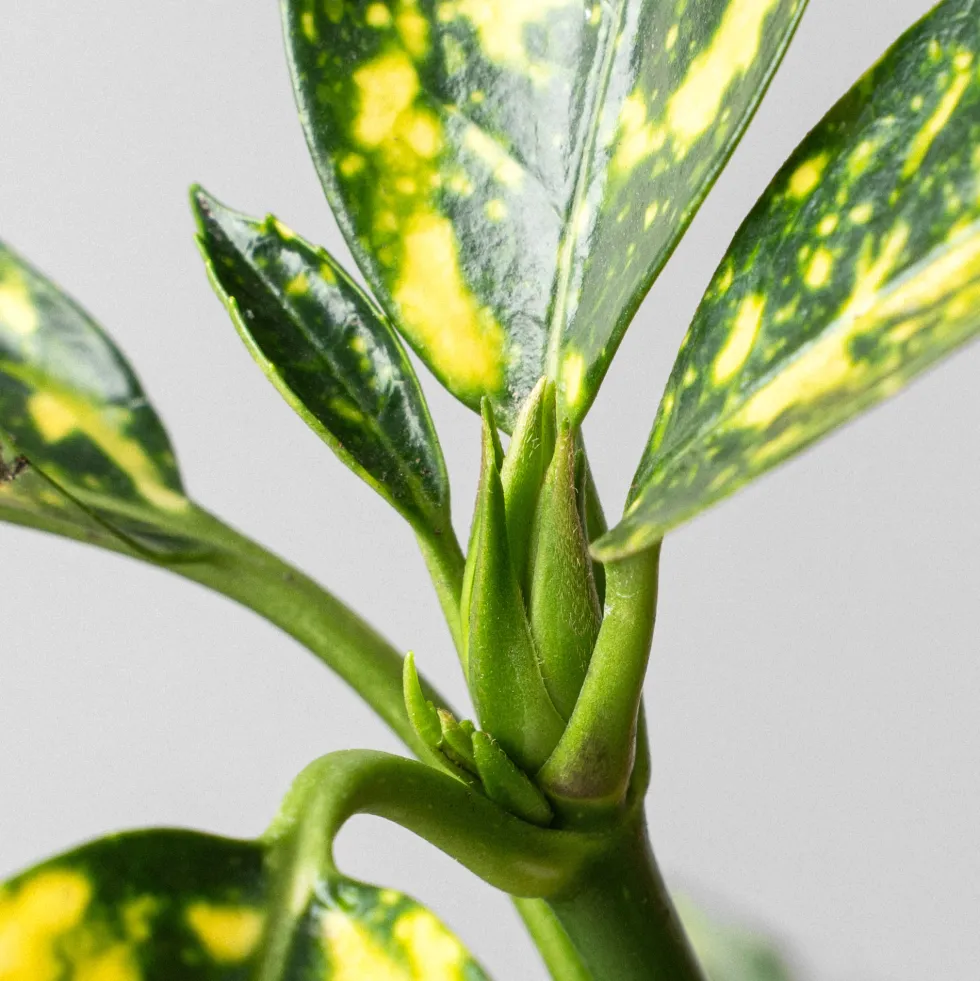 Aucuba japonica 'Crotonifolia'