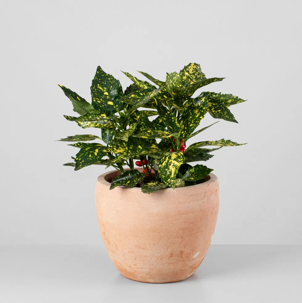 Aucuba japonica 'Crotonifolia'