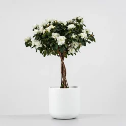 Azalea copa