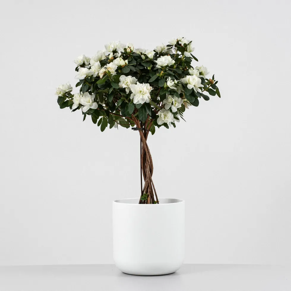Azalea copa