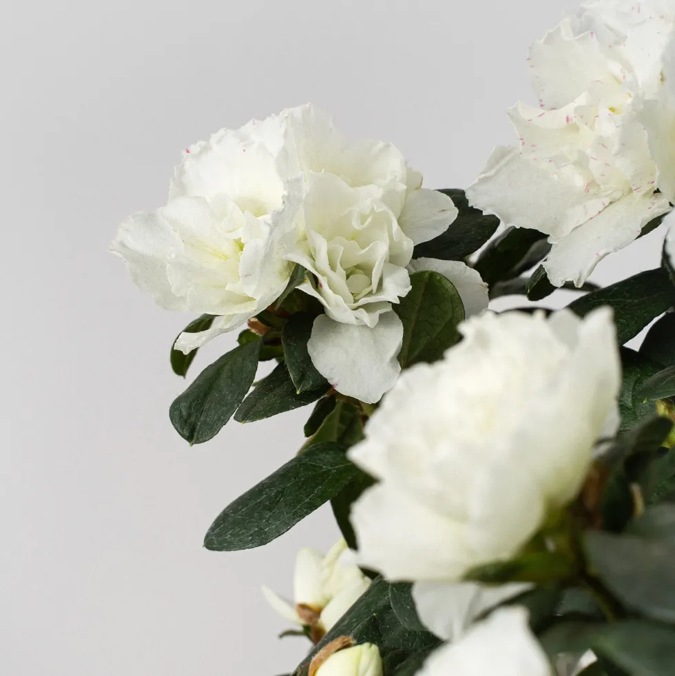 Azalea copa
