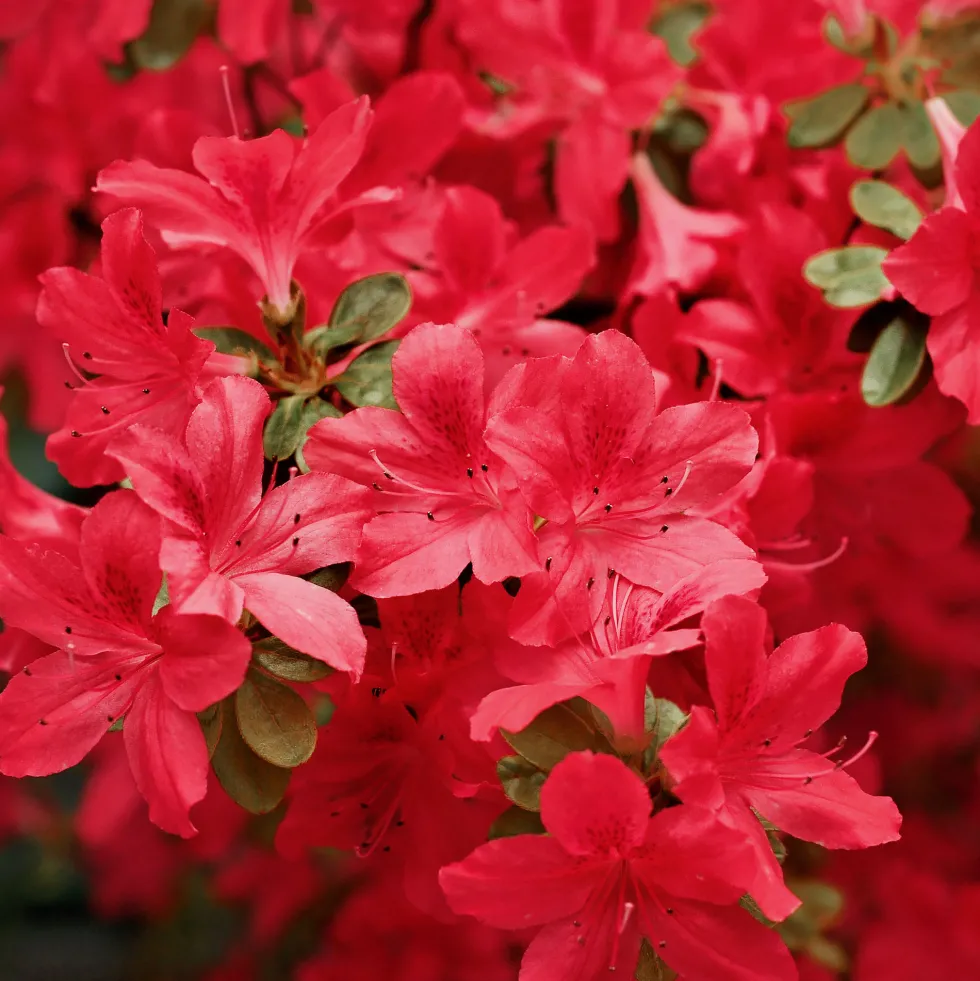 Azalea japonica