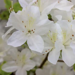 Azalea japonica