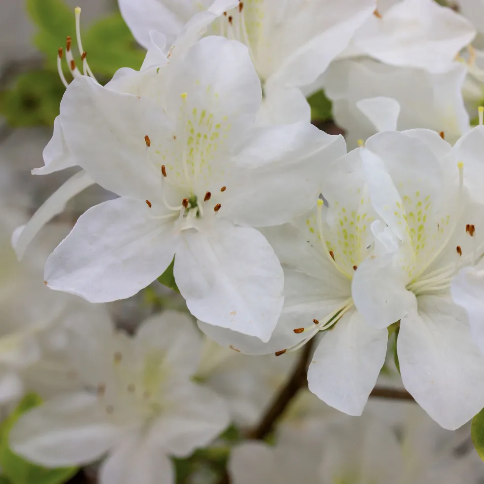 Azalea japonica
