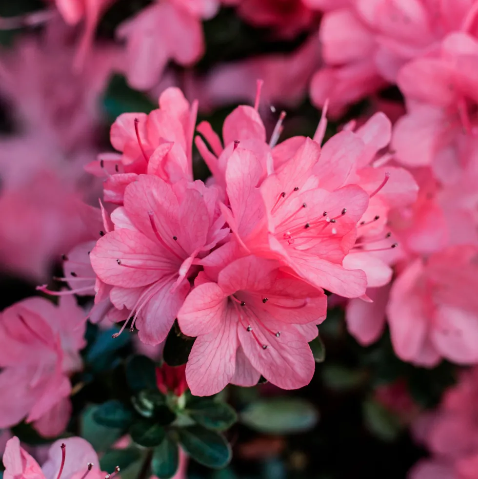 Azalea japonica