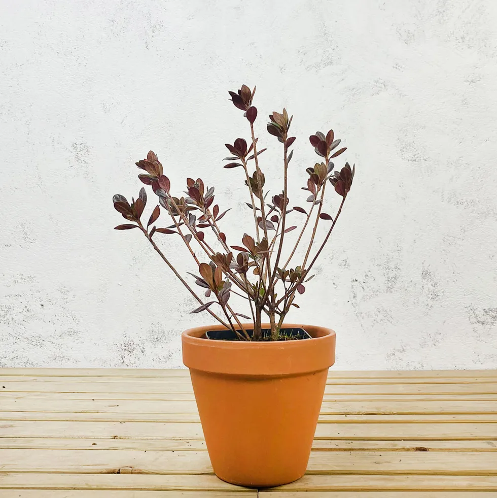 Azalea japonica