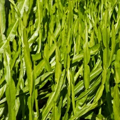 Baccharis genistelloides