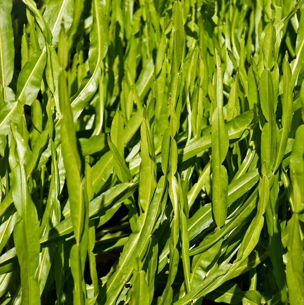 Baccharis genistelloides