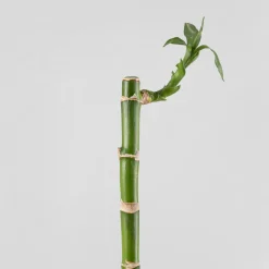 Bambú de la suerte (lucky bamboo)