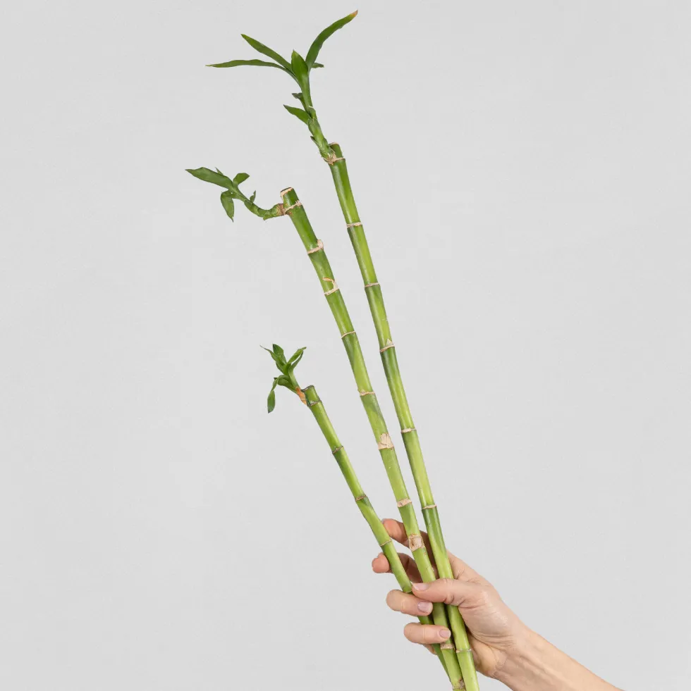 Bambú de la suerte (lucky bamboo)