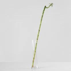 Bambú de la suerte (lucky bamboo)
