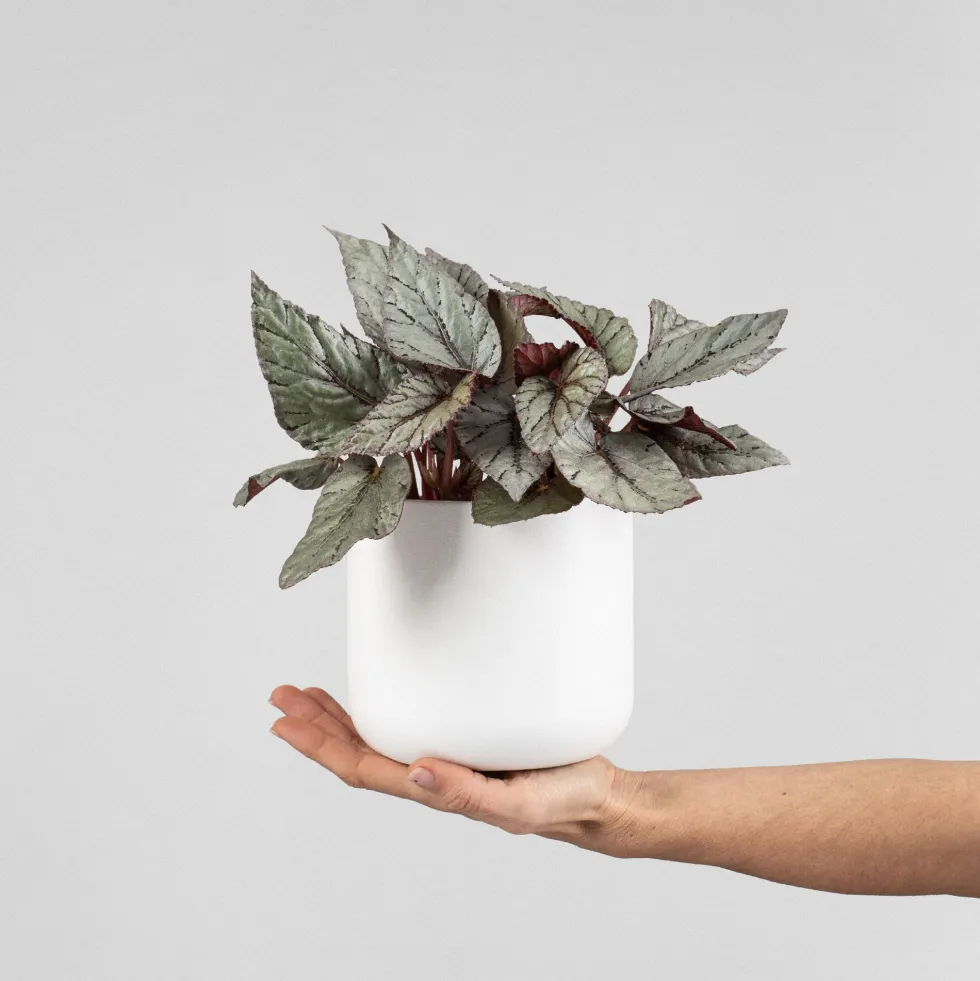 Begonia Artic Breeze®