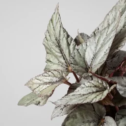 Begonia Artic Breeze®