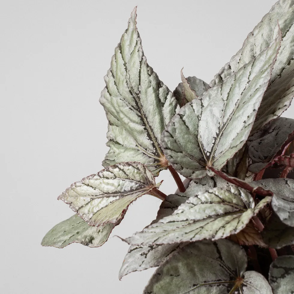 Begonia Artic Breeze®