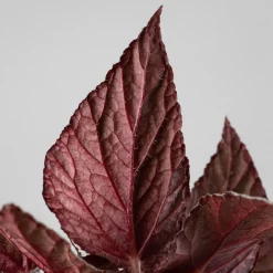 Begonia Artic Breeze®