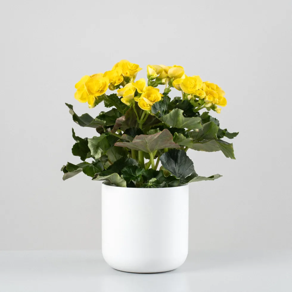 Begonia elatior amarilla 'Mystiq Yellow'