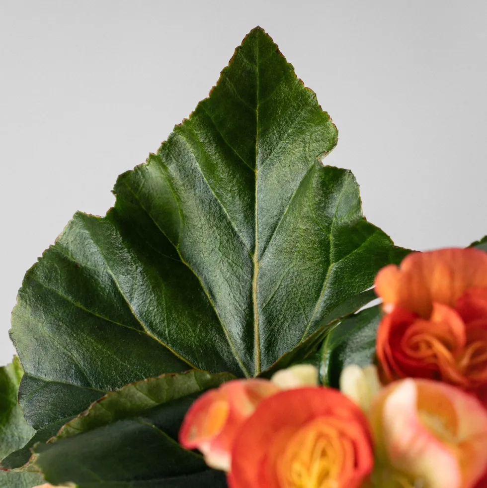 Begonia elatior naranja 'Mystiq Orange'