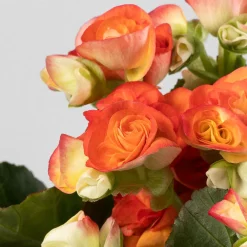 Begonia elatior naranja 'Mystiq Orange'