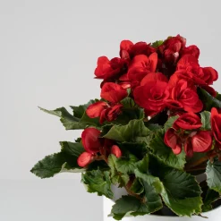 Begonia elatior roja 'Baladin'