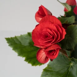 Begonia elatior roja 'Baladin'