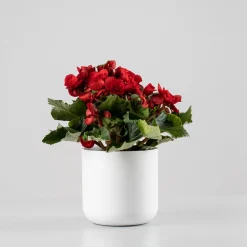 Begonia elatior roja 'Baladin'
