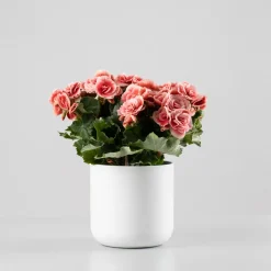 Begonia elatior salmón 'Borias'