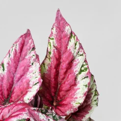 Begonia rex 'Maui Sunset'