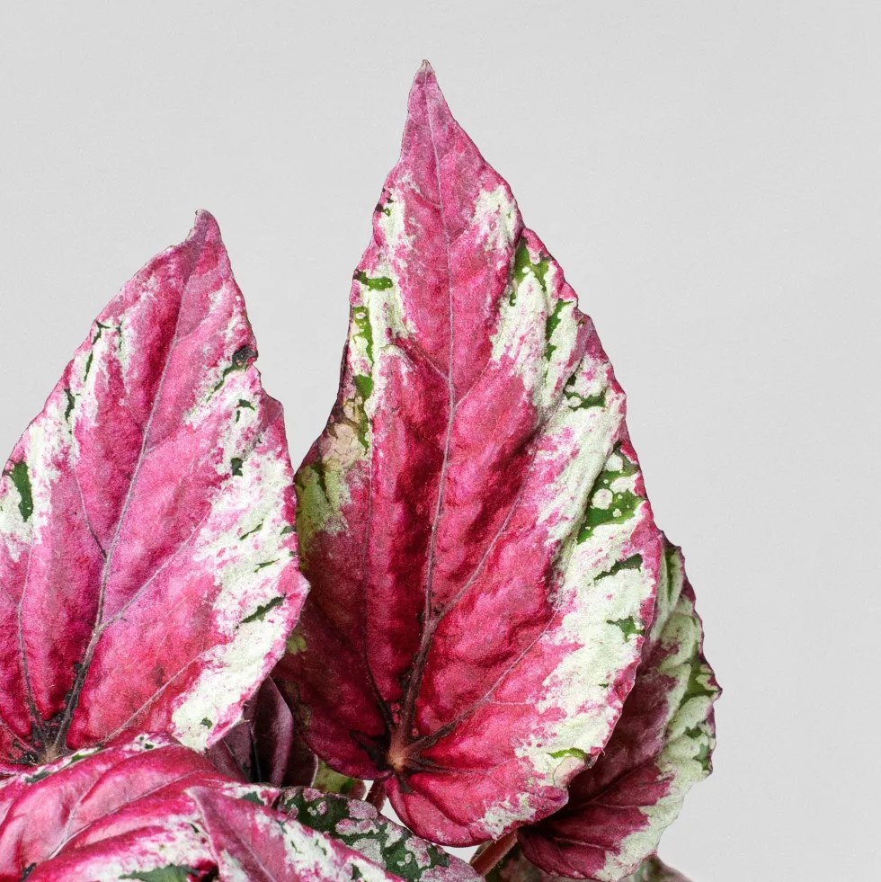 Begonia rex 'Maui Sunset'
