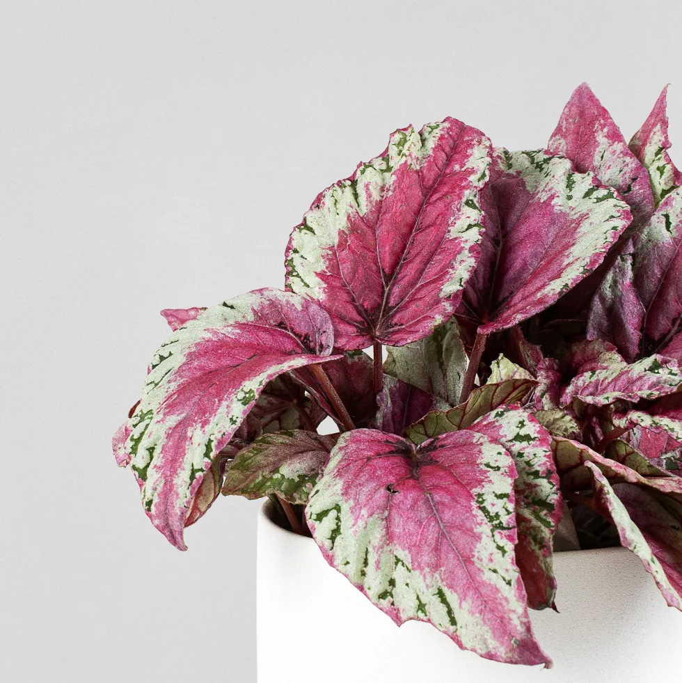 Begonia rex 'Maui Sunset'