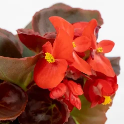 Begonia semperflorens