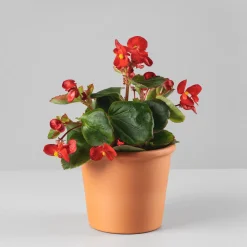 Begonia semperflorens