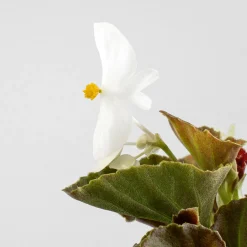 Begonia semperflorens