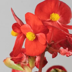 Begonia semperflorens