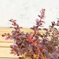 Berberis thunbergii 'Atropurpurea Nana'