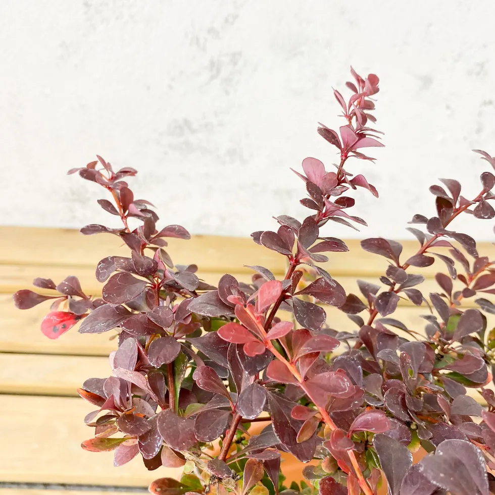 Berberis thunbergii 'Atropurpurea Nana'