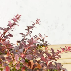Berberis thunbergii 'Atropurpurea Nana'