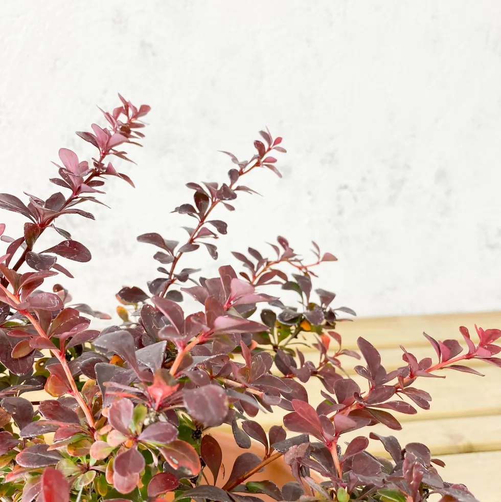 Berberis thunbergii 'Atropurpurea Nana'