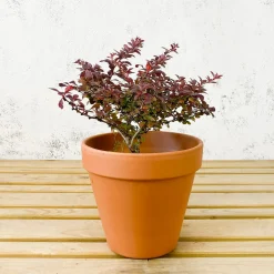 Berberis thunbergii 'Atropurpurea Nana'