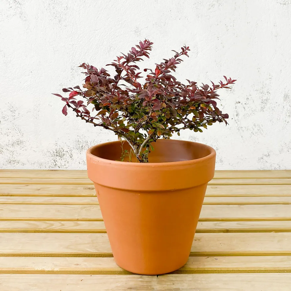 Berberis thunbergii 'Atropurpurea Nana'