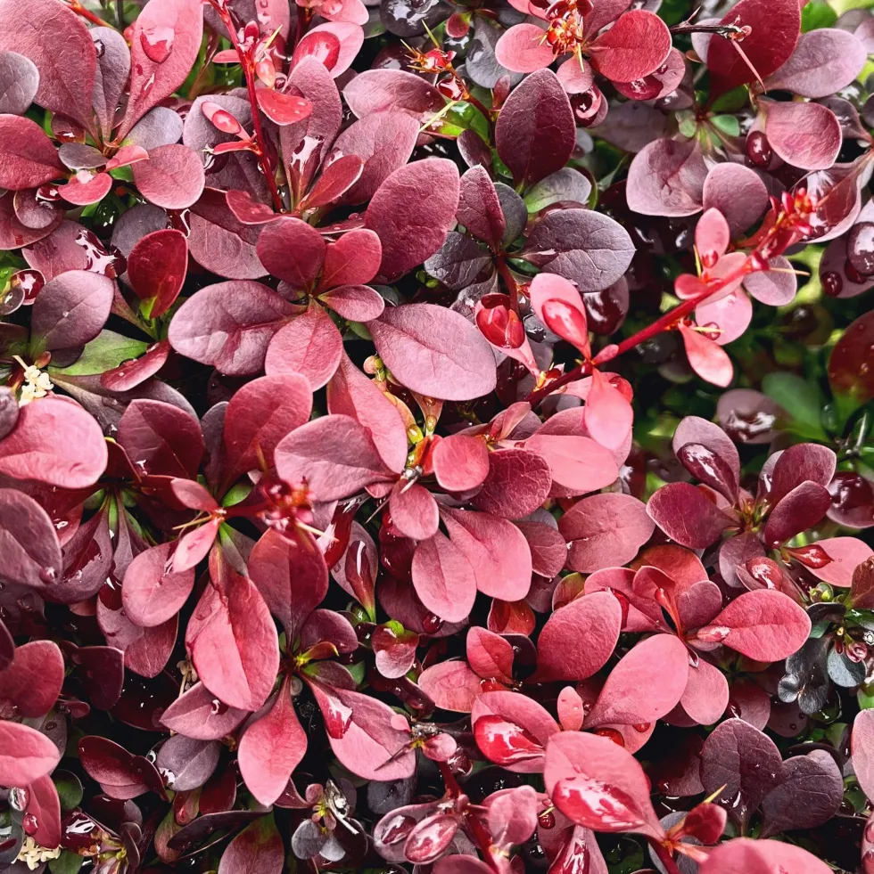 Berberis thunbergii 'Atropurpurea Nana'