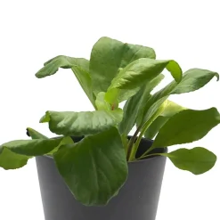 Bergenia crassifolia (Hortensia de invierno)