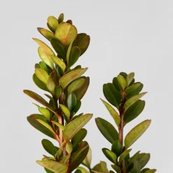 Boj arbusto (Buxus microphylla 'Faulkner')