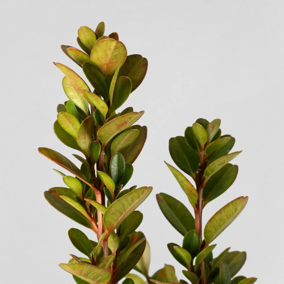 Boj arbusto (Buxus microphylla 'Faulkner')