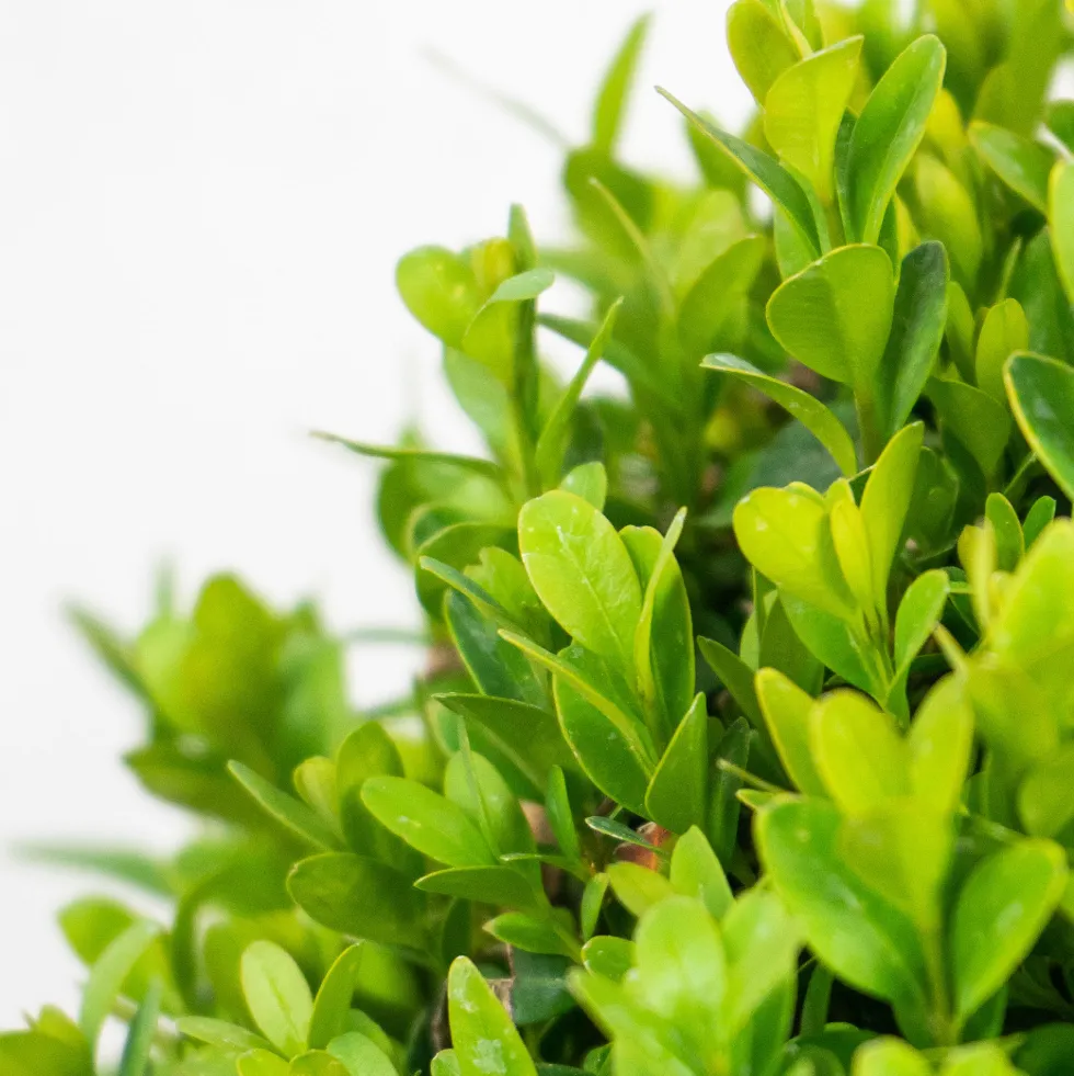 Boj común bola (Buxus sempervirens)
