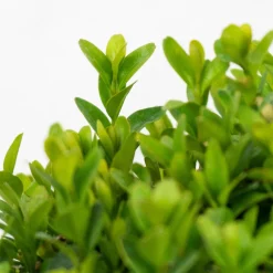 Boj común bola (Buxus sempervirens)