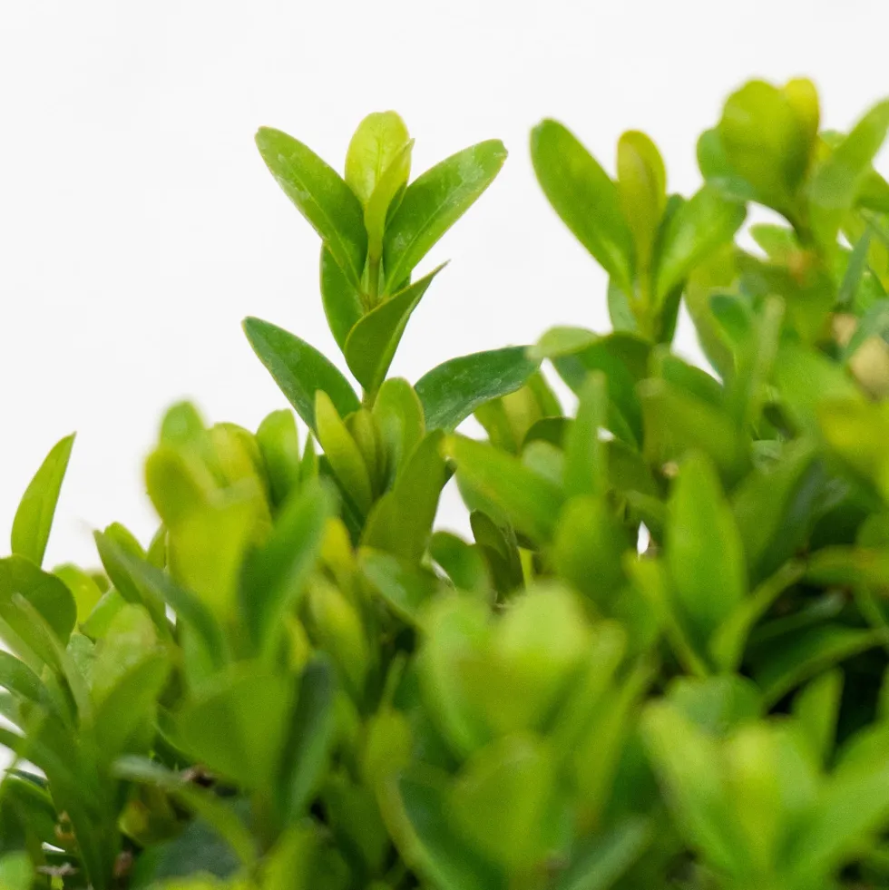 Boj común bola (Buxus sempervirens)