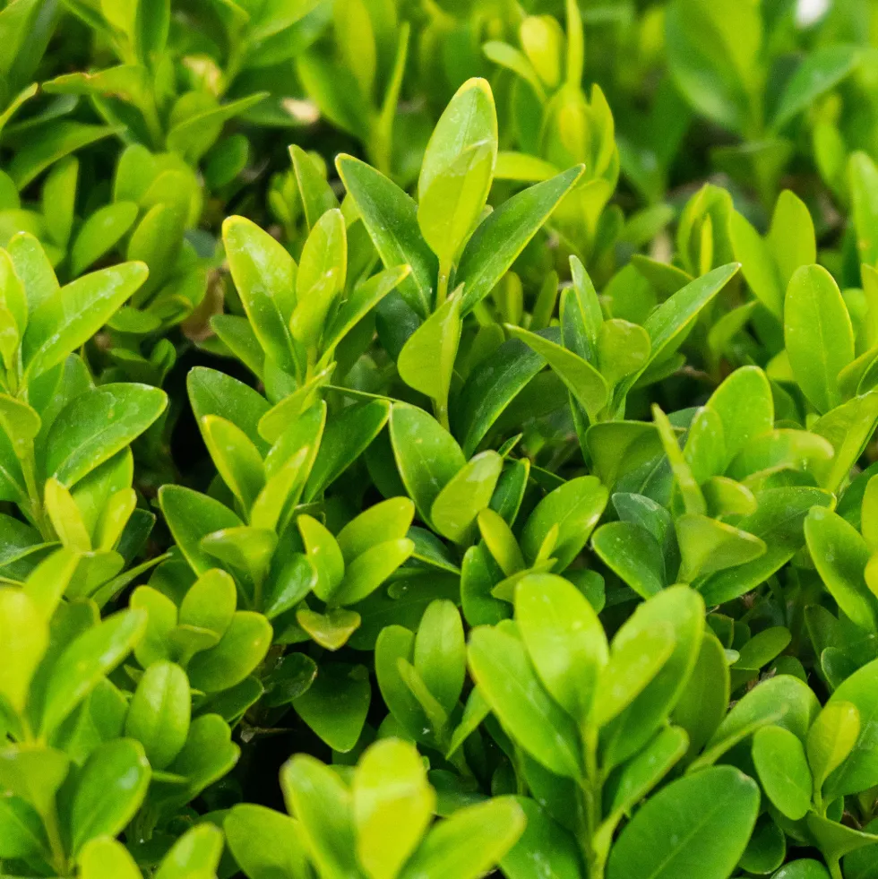 Boj común bola (Buxus sempervirens)