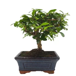 Bonsai Carmona (Ehretia microphylla)